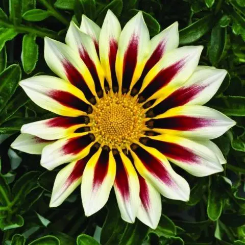 When to plant gazania for seedlings