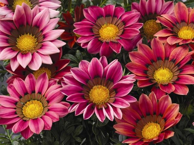 When to plant gazania for seedlings