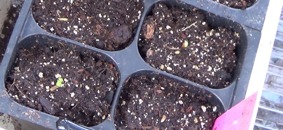 When to plant gazania for seedlings