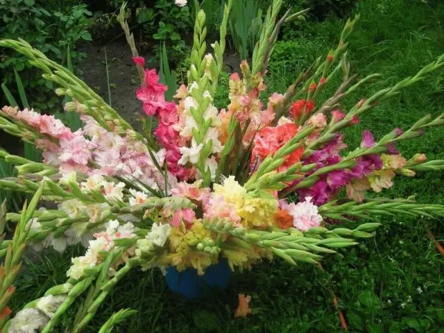 When to plant gladioli in spring in Siberia