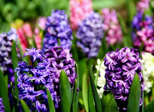 When to plant hyacinths outdoors