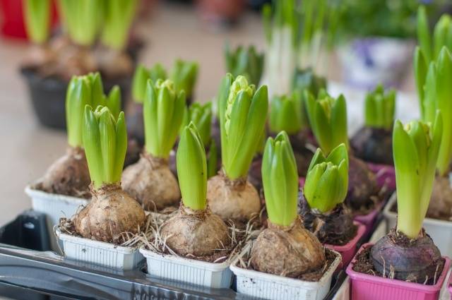 When to plant hyacinths outdoors