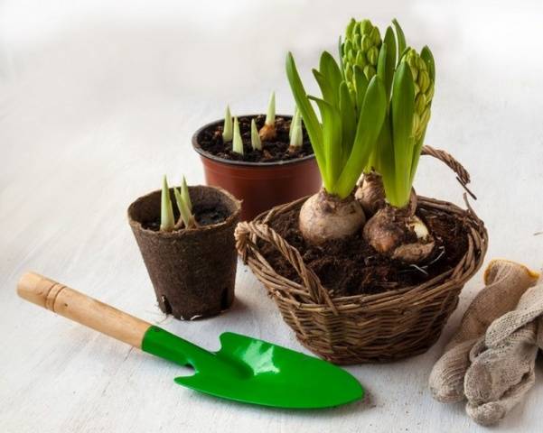 When to plant hyacinths outdoors