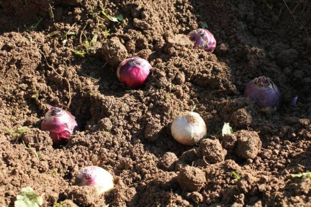 When to plant hyacinths outdoors