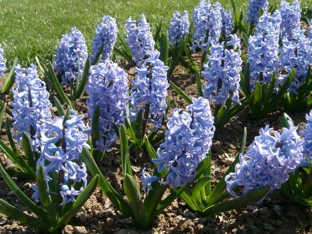 When to plant hyacinths outdoors