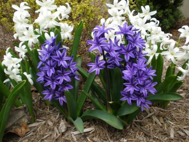 When to plant hyacinths outdoors