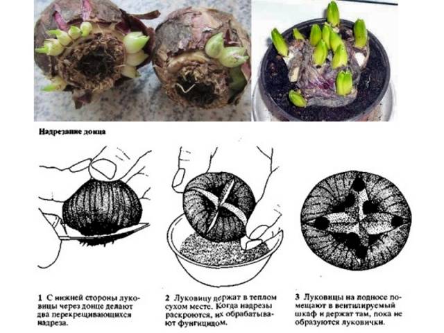 When to plant hyacinths outdoors