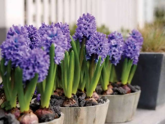 When to plant hyacinths outdoors