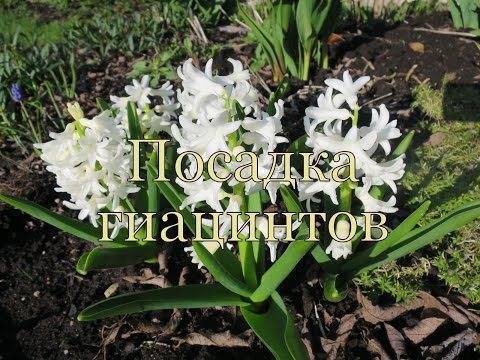 When to plant hyacinths outdoors