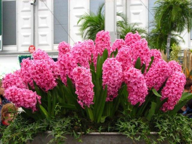 When to plant hyacinths outdoors