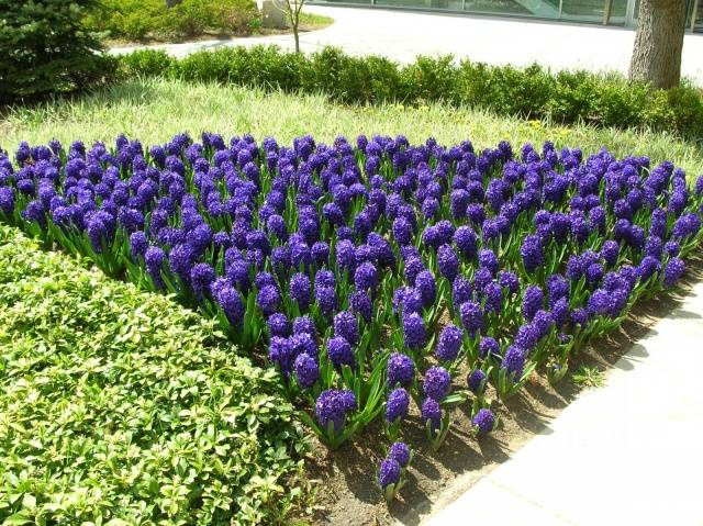 When to plant hyacinths outdoors