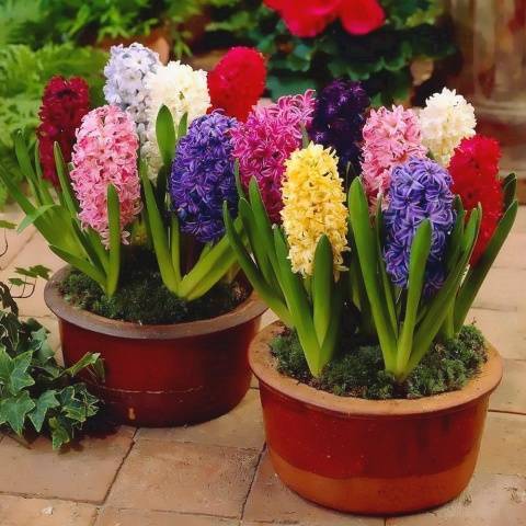 When to plant hyacinths outdoors