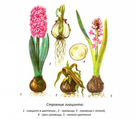 When to plant hyacinths outdoors