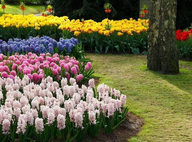 When to plant hyacinths outdoors