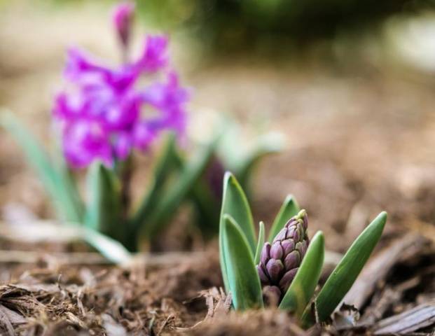 When to plant hyacinths outdoors