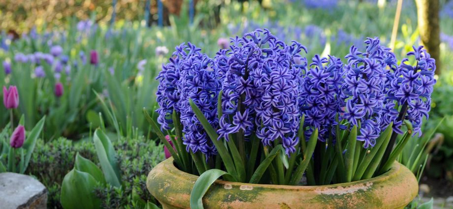 When to plant hyacinths outdoors