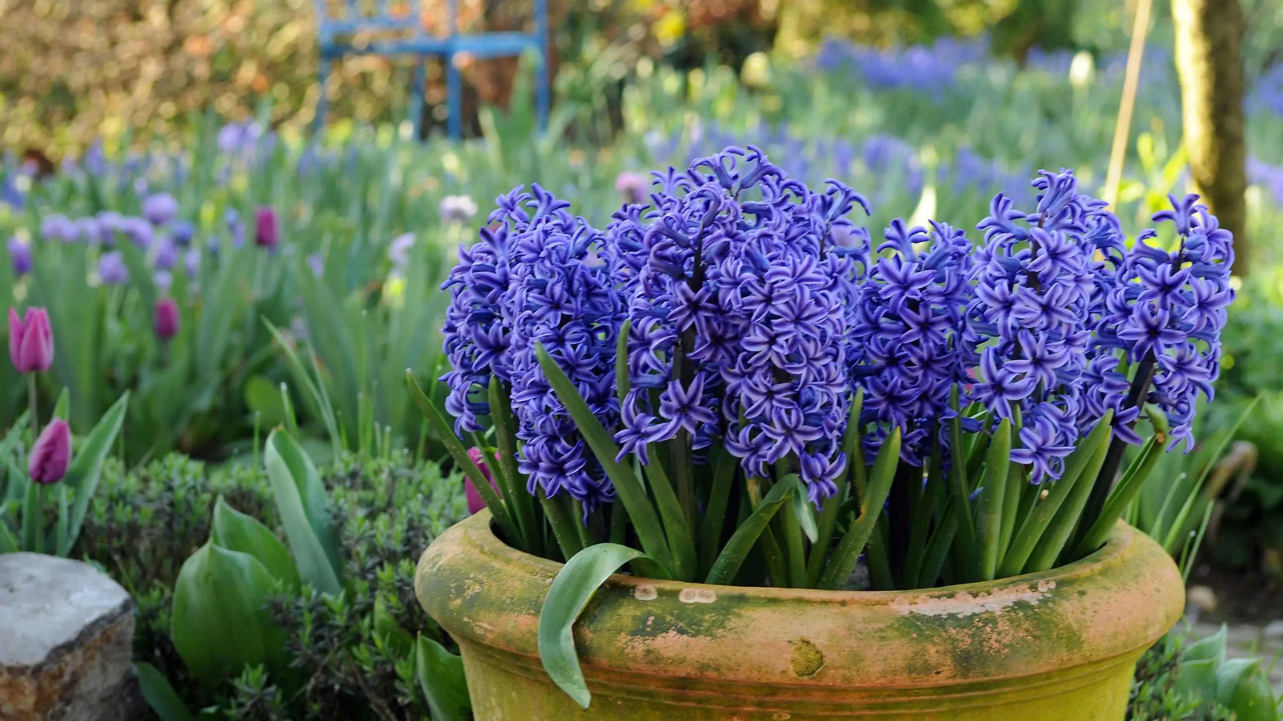 When to plant hyacinths outdoors