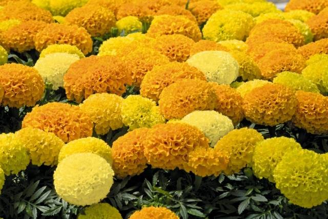 When to plant marigolds for seedlings