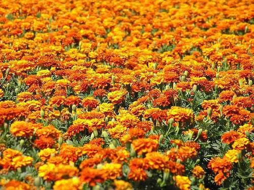 When to plant marigolds for seedlings