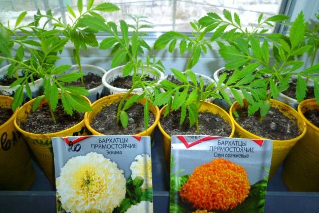 When to plant marigolds for seedlings