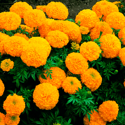 When to plant marigolds for seedlings