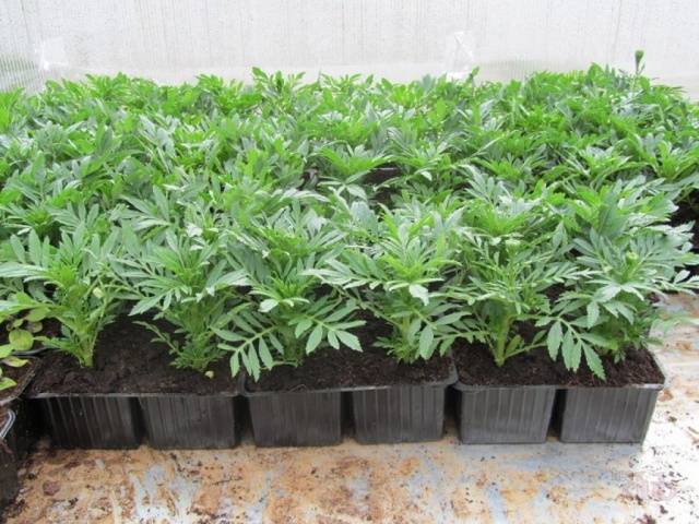 When to plant marigolds for seedlings