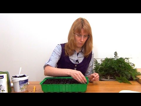 When to plant marigolds for seedlings