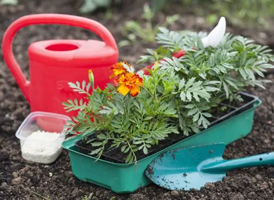 When to plant marigolds for seedlings