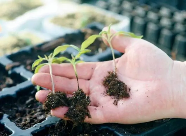 When to plant marigolds for seedlings