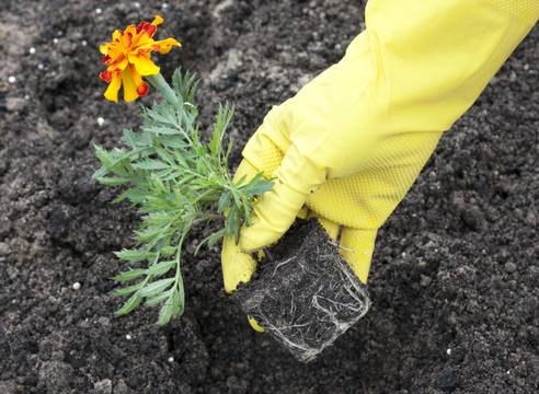 When to plant marigolds for seedlings