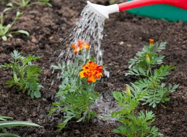 When to plant marigolds for seedlings