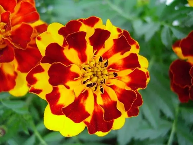 When to plant marigolds for seedlings