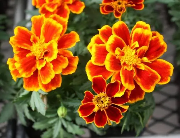 When to plant marigolds for seedlings