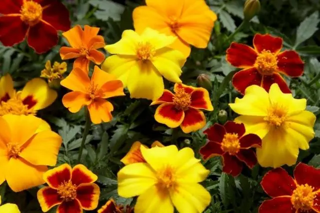 When to plant marigolds for seedlings