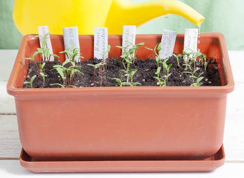 When to plant marigolds for seedlings