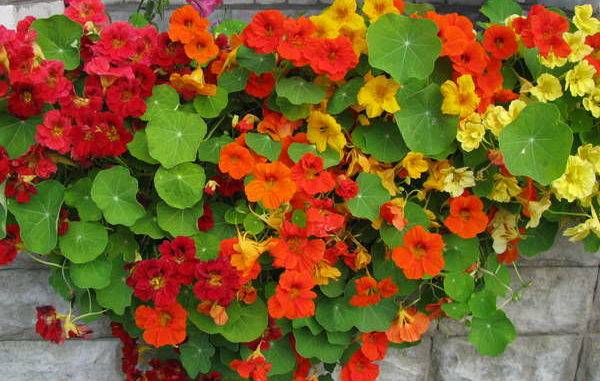 When to plant nasturtium seedlings