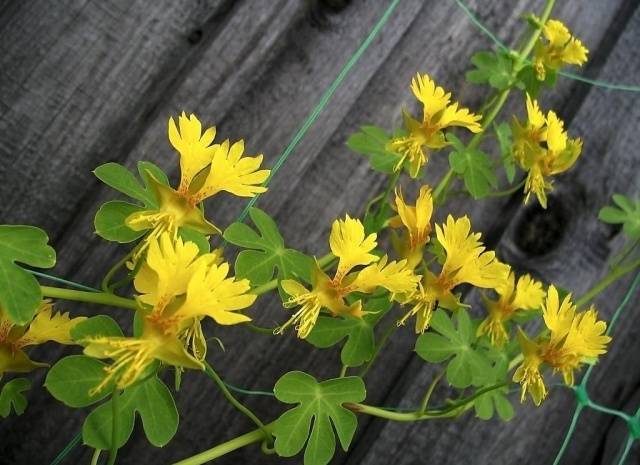 When to plant nasturtium seedlings