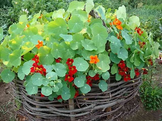 When to plant nasturtium seedlings