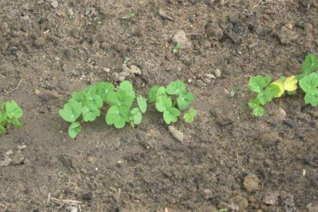 When to plant nasturtium seedlings