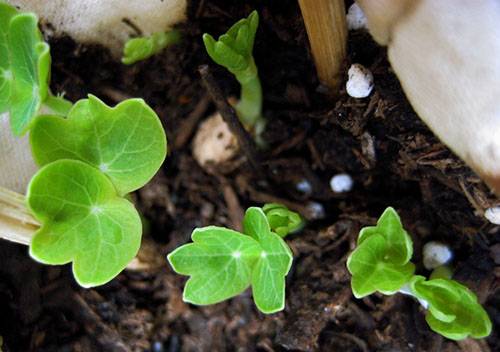 When to plant nasturtium seedlings