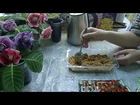 When to plant nasturtium seedlings