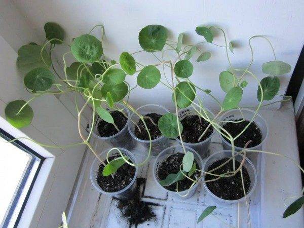 When to plant nasturtium seedlings