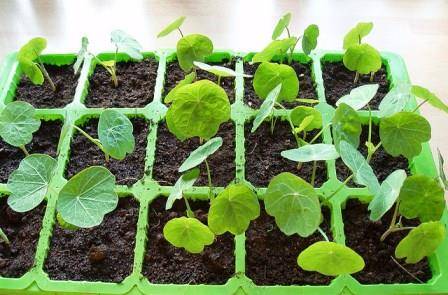 When to plant nasturtium seedlings