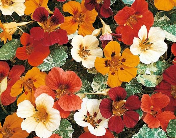 When to plant nasturtium seedlings