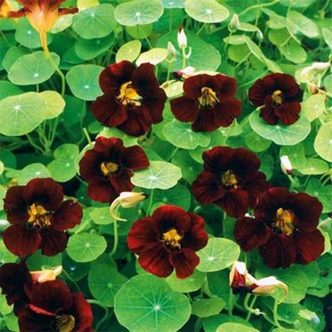 When to plant nasturtium seedlings