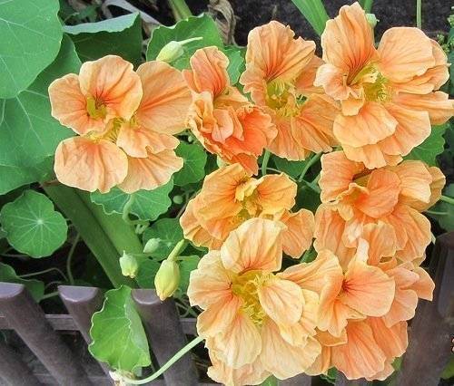 When to plant nasturtium seedlings