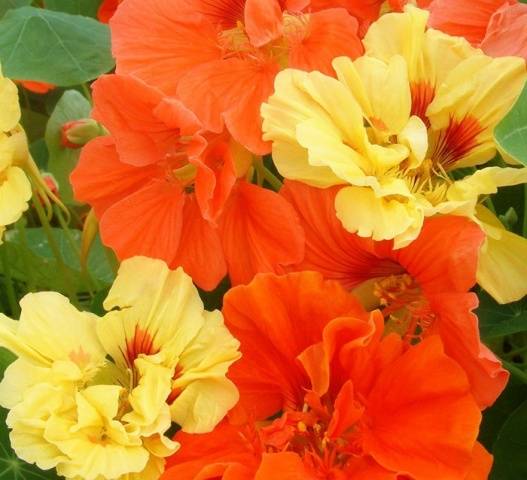 When to plant nasturtium seedlings