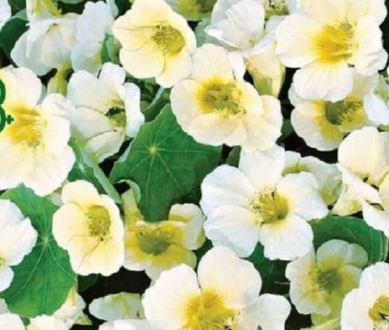 When to plant nasturtium seedlings