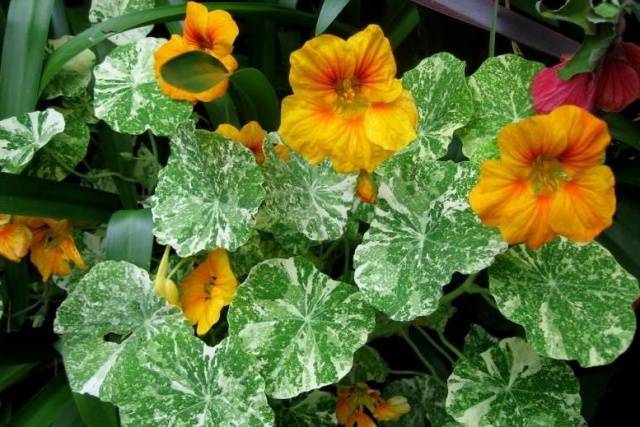 When to plant nasturtium seedlings