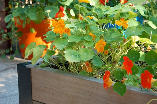 When to plant nasturtium seedlings